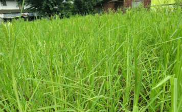 Ratnagiri News – दापोलीत हळव्या नाचणी वाणाचे पीक फुलले