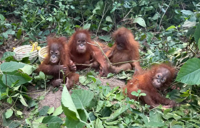 Orangutans