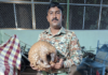 Ratnagiri News – हर्णे येथे मृतावस्थेत आढळला खवल्या मांजर