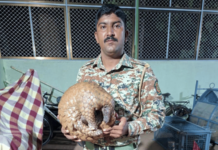 Ratnagiri News – हर्णे येथे मृतावस्थेत आढळला खवल्या मांजर