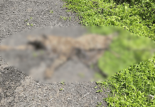Ratnagiri News – पांचाबे गायकवाडवाडी येथे बिबट्या मृतावस्थेत आढळला, वन विभागाने केले अंत्यसंस्कार