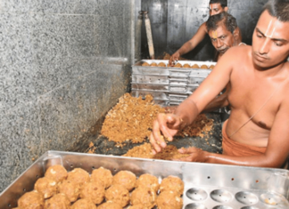 Tirupati Balaji Laddu Controversy – लाडू बनवण्यासाठी शुद्ध तुपाऐवजी पाम तेलाचा वापर; सुकृती फूड्सच्या प्रमोटरला ईडीकडून अटक