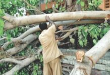 कांजूरगावमधील पुनर्विकासात 39 झाडांवर पुऱ्हाड