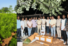 Yavatmal News – तुरीच्या शेतात गांजाची लागवड; पांढरकवडा पोलिसांची धडक कारवाई, 160 झाडे जप्त