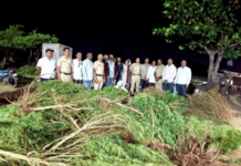 ahilyanagar-newasa-police-raid-vadule-cannabis-farming-seizes-170-kg-ganja-and-plants