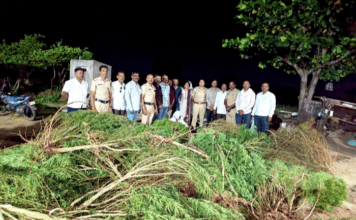 नेवाशात 50 झाडांसह 170 किलो गांजा जप्त ahilyanagar-newasa-police-raid-vadule-cannabis-farming-seizes-170-kg-ganja-and-plants