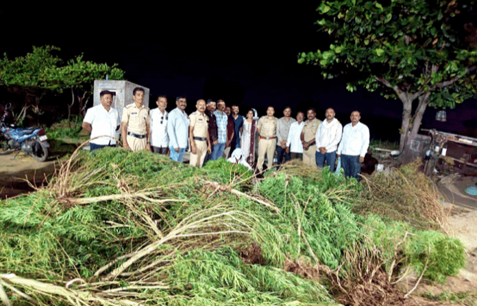 ahilyanagar-newasa-police-raid-vadule-cannabis-farming-seizes-170-kg-ganja-and-plants ahilyanagar-newasa-police-raid-vadule-cannabis-farming-seizes-170-kg-ganja-and-plants