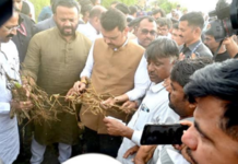 दुष्काळी परिस्थितीत सरकार शेतकऱ्यांच्या पाठीशी – मुख्यमंत्री, बार्शीतील धानोरे येथे सोयाबीनची पाहणी
