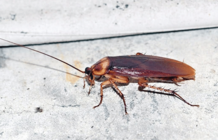 cockroaches