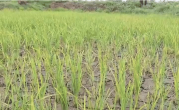 ग्रामीण भागात पावसाची पाठ; पिके धोक्यात, करप्या रोगाचा प्रादुर्भाव