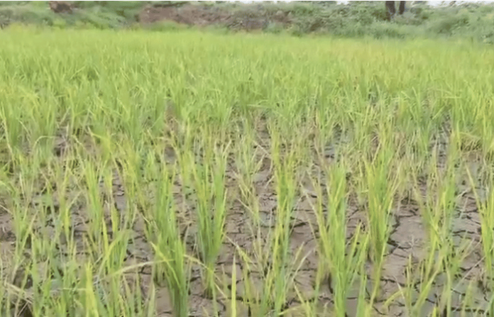 crops