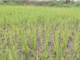 ग्रामीण भागात पावसाची पाठ; पिके धोक्यात, करप्या रोगाचा प्रादुर्भाव