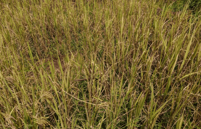 farm loss