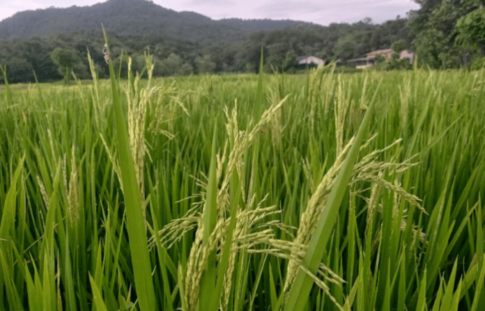 farming