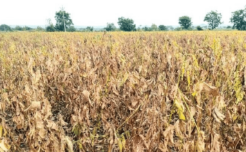 खरिपातील पीक करपले, रब्बीला ओलच नाही; तलाव, विहिरींनी गाठला तळ; पिण्याच्या पाण्याचा प्रश्न गंभीर