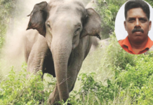केरळममध्ये जंगली हत्तीच्या हल्ल्यात एकाचा मृत्यू
