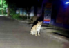 Ratnagiri News – रानगव्यानंतर आता देवरूख हायस्कूलसमोर बिबट्याचे दर्शन, नागरिकांमध्ये भीतीचे वातावरण