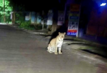 Ratnagiri News – रानगव्यानंतर आता देवरूख हायस्कूलसमोर बिबट्याचे दर्शन, नागरिकांमध्ये भीतीचे वातावरण