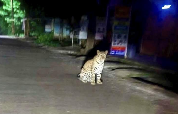 leopard