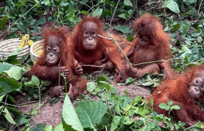 orangutan orissa