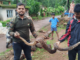 Ratnagiri News – वनविभागाच्या सतर्कतेमुळे अजगराला मिळाले जीवदान
