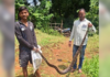 Ratnagiri News – देवरुखच्या सावकर चौकात भला मोठा अजगर; हेल्प फोर्स’च्या रक्षकांनी शिताफीने पकडून दिले वनविभागाच्या स्वाधीन