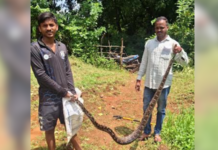 Ratnagiri News – देवरुखच्या सावकर चौकात भला मोठा अजगर; हेल्प फोर्स’च्या रक्षकांनी शिताफीने पकडून दिले वनविभागाच्या स्वाधीन