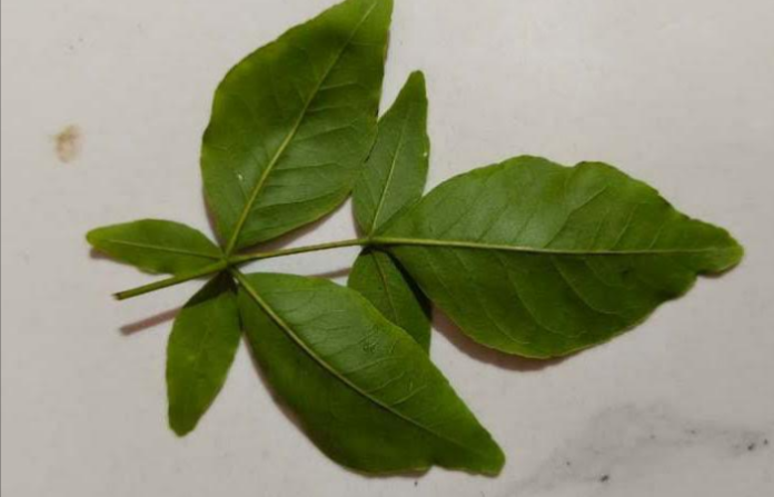 seven leaf bel