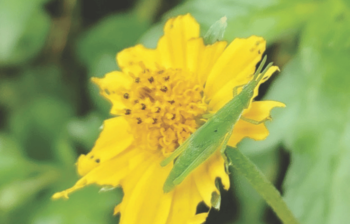 sunf lower grass hopper