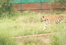 वाघाच्या हल्ल्यात महिलेचा मृत्यू