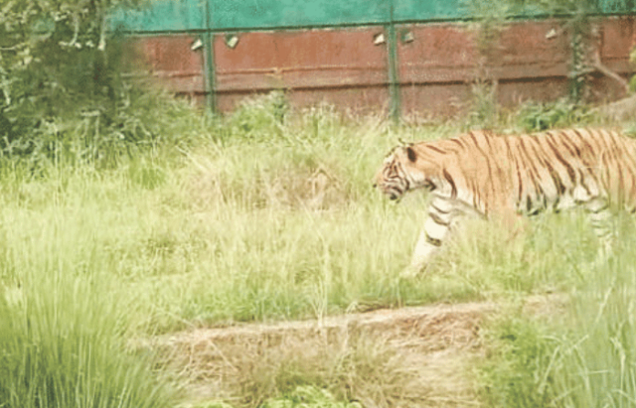 tiger