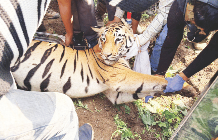 tigress