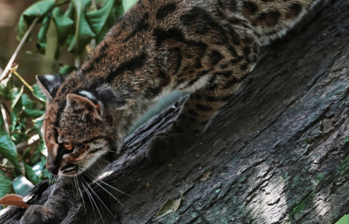 tiny-wild-cat-newly-identified-as-a-species-draws-curious-visitors-in-bolivia tiny-wild-cat-newly-identified-as-a-species-draws-curious-visitors-in-bolivia