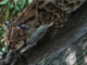tiny-wild-cat-newly-identified-as-a-species-draws-curious-visitors-in-bolivia