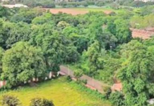 सांगलीत 211 प्रजातींचे साडेनऊ लाख वृक्ष, कुपवाडमध्ये सर्वाधिक वृक्ष; मात्र 20 टक्केच हरित क्षेत्राची नोंद