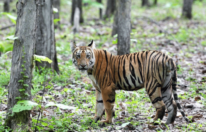 ैtigar