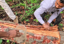 मध्य प्रदेशातील सालाच्या जंगलावर ‘हार्टवूड बोरर’ किड्याचा हल्ला; केंद्र सरकारकडून तब्बल 1.4 लाख झाडांवर कुऱ्हाड