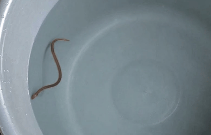 Neral Snake