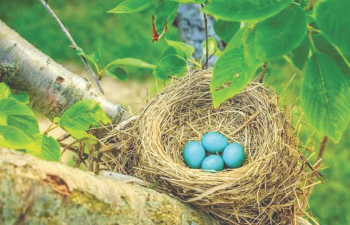 american robin eggs