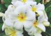 नवल – ऊन ‘पिणारी’ फुलं! arun-article-naval-oon-pinari-fulam-chafa-cactus-heat-resistant-flowers-botany