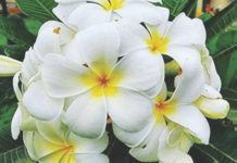 नवल – ऊन ‘पिणारी’ फुलं! arun-article-naval-oon-pinari-fulam-chafa-cactus-heat-resistant-flowers-botany