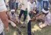 Chandrapur News – वाघाच्या हल्ल्यात गुराखी जखमी, पोंभूर्णा तालुक्यातील घटना