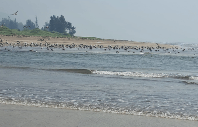 dapoli birds