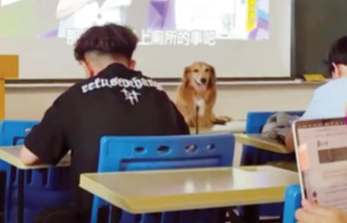 dog (1)