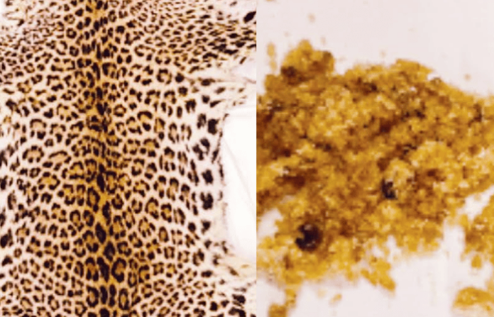 _drugs and leopard-skin