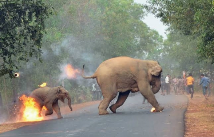 elephant and human conflict