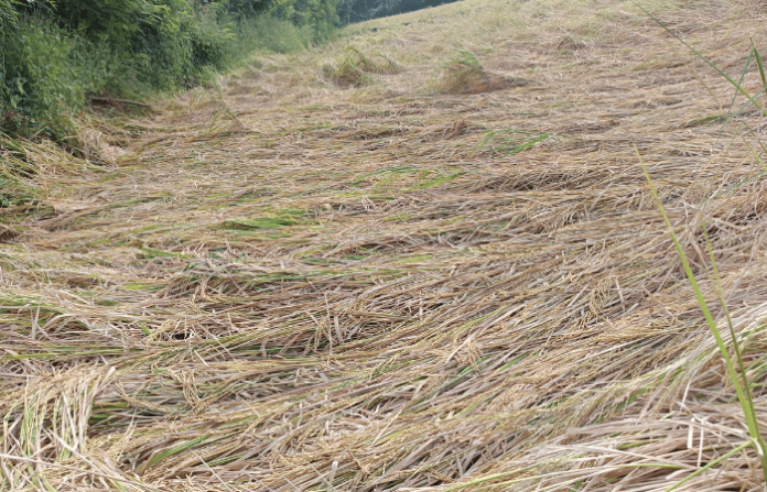 farm loss