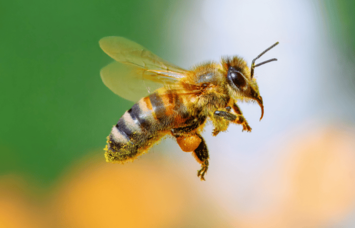 honeybee