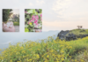 लेन्स-आय – स्वीकाराचा बहर… kshipra-mundhe-article-lens-eye-swikaracha-bahar-d-b-dhamanskar-poetry-nature-sahyadri-flowers