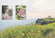 लेन्स-आय – स्वीकाराचा बहर… kshipra-mundhe-article-lens-eye-swikaracha-bahar-d-b-dhamanskar-poetry-nature-sahyadri-flowers